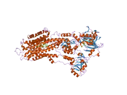 2c8k: CRYSTAL STRUCTURE OF (SR) CALCIUM-ATPASE E2(TG) WITH PARTIALLY OCCUPIED AMPPCP SITE
