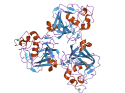 2d39: Trivalent Recognition Unit of Innate Immunity System; Crystal Structure of human M-ficolin Fibrinogen-like Domain