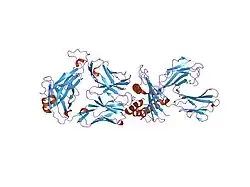 2f53: Directed Evolution of Human T-cell Receptor CDR2 residues by phage display dramatically enhances affinity for cognate peptide-MHC without apparent cross-reactivity
