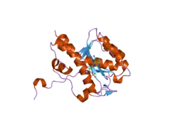 2fc0: WRN exonuclease, Mn dGMP complex