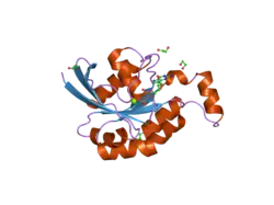 2gcn: Crystal structure of the human RhoC-GDP complex