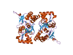 2i0c: Crystal structure of the GluR6 ligand binding core dimer crosslinked by disulfide bonds between Y490C and L752C at 2.25 Angstroms Resolution