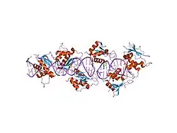 2irf: CRYSTAL STRUCTURE OF AN IRF-2/DNA COMPLEX.