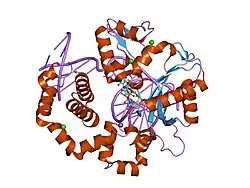 2isp: Ternary complex of DNA Polymerase beta with a dideoxy terminated primer and 2'-deoxyguanosine 5'-beta, gamma-methylene triphosphate