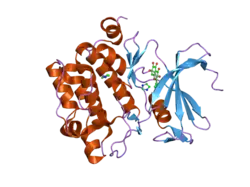 2o64: Crystal structure of Pim1 with Quercetagetin