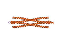 2o94: The 97H/F mutant Structure of a glutamine-rich domain from histone deacetylase 4