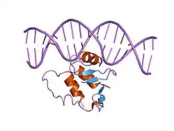 2stw: SOLUTION NMR STRUCTURE OF THE HUMAN ETS1/DNA COMPLEX, RESTRAINED REGULARIZED MEAN STRUCTURE