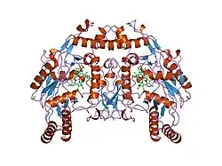 6nse: BOVINE ENDOTHELIAL NITRIC OXIDE SYNTHASE, H4B-FREE, CANAVANINE COMPLEX