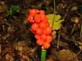 A. maculatum