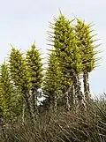 Puya chilensis