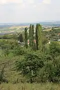A view of Paštrić