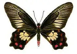 image of a butterfly