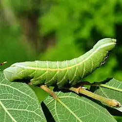 Green colour phase