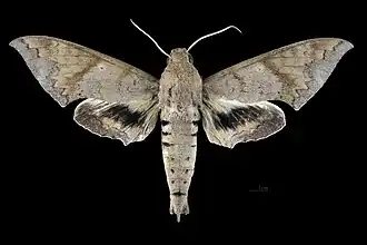 Male dorsal view
