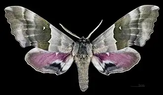 Male, dorsal view