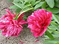 Double-flowered peony