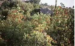 Paliurus spina-christi, Christ's thorn shrub bearing fruit among the ruins of Side, Turkey.