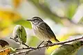 Palm warbler