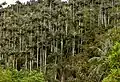 Wax palm