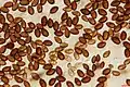 P. foenisecii spores