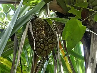 Fruit, with conspicuous phalanges.