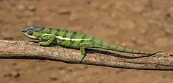 Male