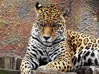 A Jaguar at the zoo