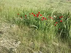 Papaver in Beer Sheva trail