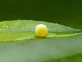 Egg on immature Citrus leaf