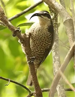 Female in Lamington National Park