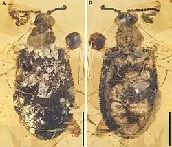 Paraodontomma