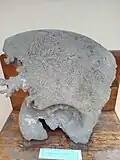 Parapuzosia daubreei (Grossouvre, 1894), Santonian, Shumen, exhibit at the SUMPHG