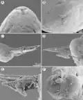 Philometra protonibeae
