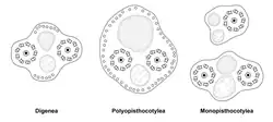 Spermatozoa of various Trepaxonemata (transverse sections, transmission electron microscopy)
