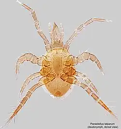 Specimen of Parasitellus (Mesostigmata, Parasitidae)