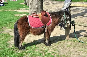 Salmon-pink saddle blanket on a pony in Versailles.