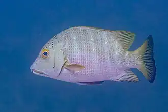 Pargo Coconaco (Hoplopagrus guentherii), Cabo Pulmo, Baja California, México, 2024-12-19, DD 24