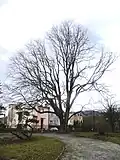 A c.200-year-old forked wych (bole girth 4 m), Čiernom Moste Park, Škultétyho, Prešov, Slovakia (2019)[59]
