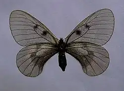 Dark female from the Alps, P. m. hartmanni