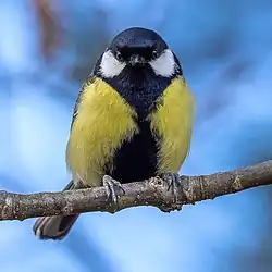Great tit, Vaxholm, Stockholm