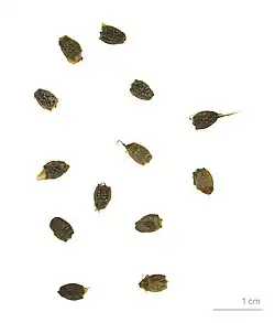 Seeds
