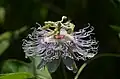 Passion flower.