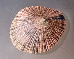 Patella variabilis f. concolor, apical view