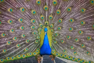 Peacock with feathers displayed