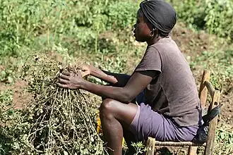 Harvesting peanuts by hand (Haiti, 2012)