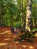 The Woodland Glade