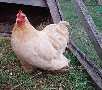 A hen