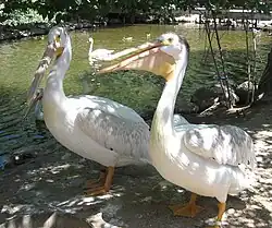 American white pelicans