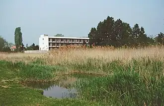 Reeds near Sunny Beach
