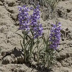 Group of plants with narrow gray green leaves topped with many tubular blue flowers